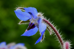 Fleur de bourrache