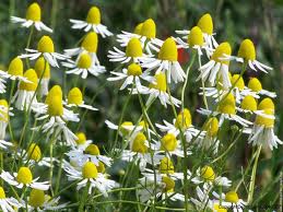 Fleurs de camomille