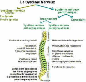 système nerveux