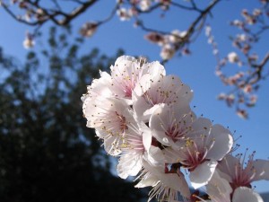 Fleurs de pommier